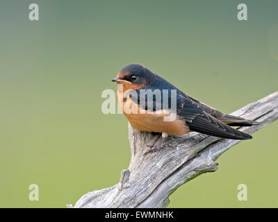 Barn Swallow in appoggio su un albero morto Foto Stock