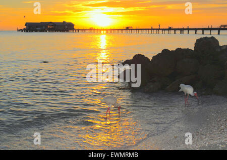 Anna Maria Island, Florida, Stati Uniti. 29th giugno 2015. Inizia un'altra splendida giornata al molo della città. 86 F, alcune tempeste che si spostano dal Golfo a nord di Tampa Bay. Ibis in primo piano Foto Stock