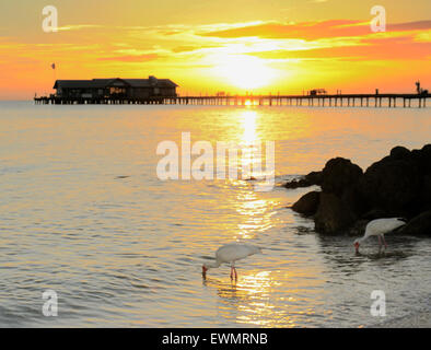 Anna Maria Island, Florida, Stati Uniti. 29th giugno 2015. Inizia un'altra splendida giornata al molo della città. 86 F, alcune tempeste che si spostano dal Golfo a nord di Tampa Bay. Ibis in primo piano© Foto Stock