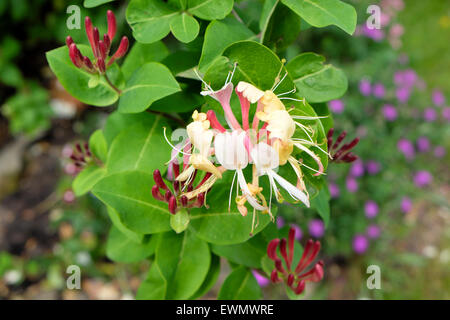 Caprifoglio Lonicera Periclymenum closeup vista di pianta rampicante scalatore che crescono in un giardino rurale in Wales UK KATHY DEWITT Foto Stock