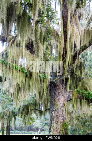 Un vecchio sud della quercia drappeggiati con verde muschio Spagnolo in inverno Foto Stock