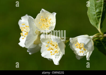 Bianco e fiori odorosa di fioritura Filadelfo Foto Stock