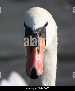 Ritratto di close-up di un cigno del volto Foto Stock