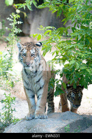 Berlino, Germania. Il 29 giugno, 2015. Le tigri di Dragan (sinistra) e Alisha esplorare il loro involucro esterno per la prima volta presso il Tierpark di Berlino, Germania, 29 giugno 2015. Foto: PAOLO ZINKEN/dpa/Alamy Live News Foto Stock