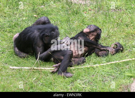 Giovane maschio Bonobos o scimpanzé pigmeo (Pan paniscus) toelettatura ogni altro Foto Stock