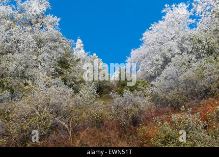 I colori autunnali e congelati Tree Tops con cielo blu in California. Foto Stock