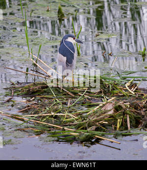 Nitticora è stare vicino all'acqua Foto Stock