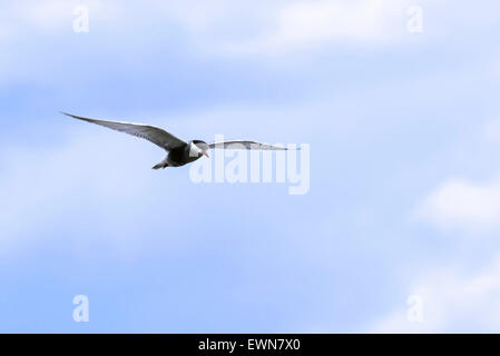 Mignattino piombato (Chlidonias hybrida / Chlidonias hybridus) in volo Foto Stock