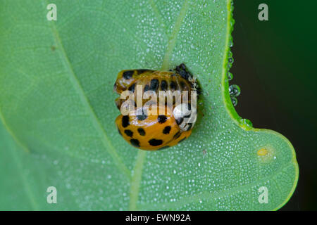 Harlequin ladybird / multicolore di Asian lady beetle (Harmonia axyridis) emersi appena al di fuori della sua pupa Foto Stock