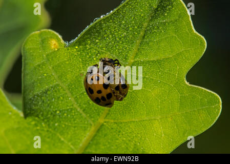 Harlequin ladybird / multicolore di Asian lady beetle (Harmonia axyridis) emersi appena al di fuori della sua pupa Foto Stock