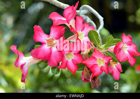 Adenium arabica in Giardini Botanici Marie Selby, Sarasota, Florida, Stati Uniti d'America Foto Stock