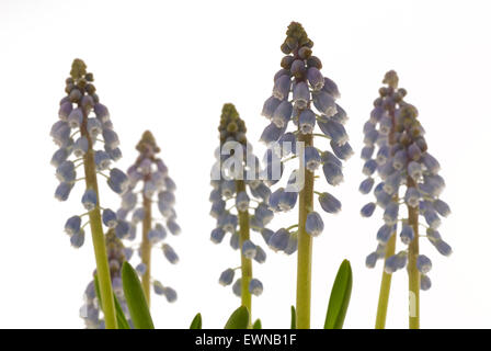 Amido Giacinto di uva (Muscari neglectum) blossoms, ripresa macro close-up studio shot Foto Stock