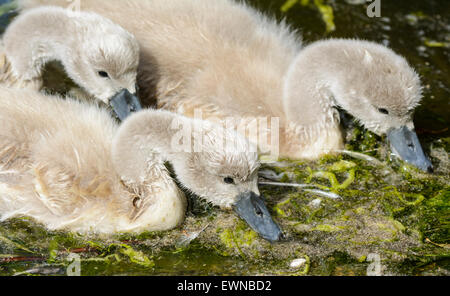 Cigno cygnets (Cygnus olor) acqua potabile da un lago nel Regno Unito. Foto Stock