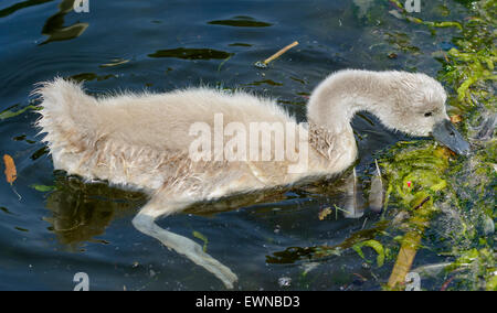 Cigno cygnet (Cygnus olor) acqua potabile da un lago nel Regno Unito. Foto Stock