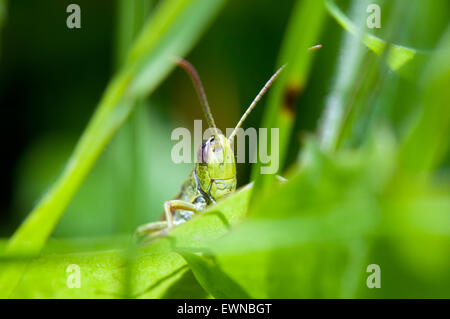 Prato Grasshopper (Chorthippus parallelus) su gras Germania Europa Foto Stock