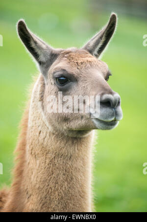 Ritratto di un llama (Lama glama) Foto Stock