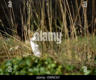 Il gatto è nascosto dietro erba secca Foto Stock