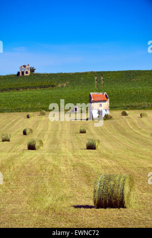 I campi con fieno e cornfield (Zea mays) in Francia Europa Foto Stock