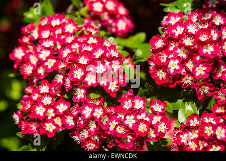 Un Midland Albero di biancospino, Crataegus laevigata in fiore, Ambleside, Regno Unito. Foto Stock