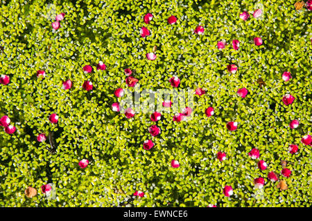 Petali da Midland Albero di biancospino, Crataegus laevigata su un laghetto in giardino coperto di erbaccia anatra in Ambleside, Regno Unito. Foto Stock
