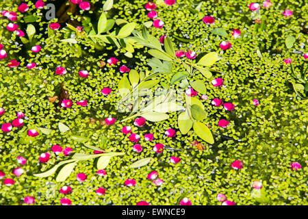 Petali da Midland Albero di biancospino, Crataegus laevigata su un laghetto in giardino coperto di erbaccia anatra in Ambleside, Regno Unito. Foto Stock
