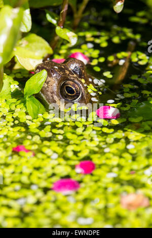 Una Rana comune, rana temporaria in un laghetto in giardino coperto di erbaccia anatra in Ambleside, Regno Unito, con petali da Midland Albero di biancospino, Crataegus laevigata. Foto Stock