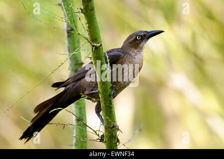 Grande femmina-tailed Grackle (Quiscalus mexicanus) - Camp Lula Sams, Brownsville, Texas USA Foto Stock