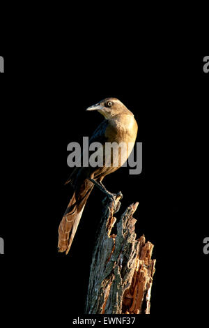 Grande femmina-tailed Grackle (Quiscalus mexicanus) - Camp Lula Sams, Brownsville, Texas USA Foto Stock