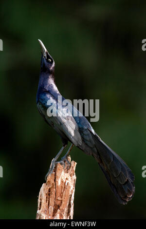 Grande maschio-tailed Grackle (Quiscalus mexicanus) - Camp Lula Sams, Brownsville, Texas USA Foto Stock