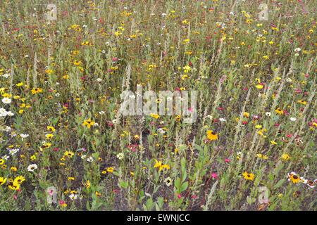 Fiori selvatici che crescono a Cardiff Bay Barrage Galles UK Foto Stock