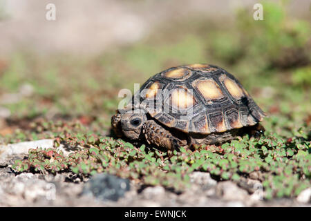 I capretti Texas tartaruga (Gopherus berlandieri) - Camp Lula Sams - Brownsville, Texas USA Foto Stock