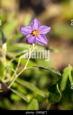 In foglia d'argento nightshade (Solanum elaegnifolium) - Camp Lula Sams - Brownsville, Texas, Stati Uniti d'America Foto Stock