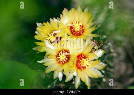 Coryphantha giallo fiore di cactus - Camp Lula Sams - Brownsville, Texas USA Foto Stock