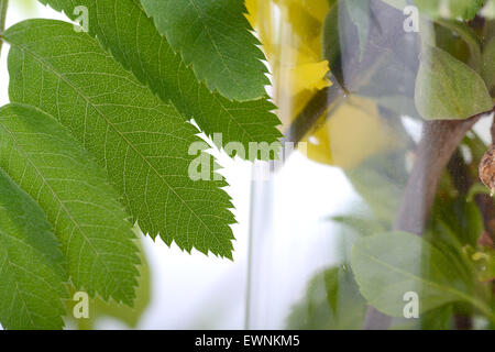 Foglia verde sullo sfondo Foto Stock