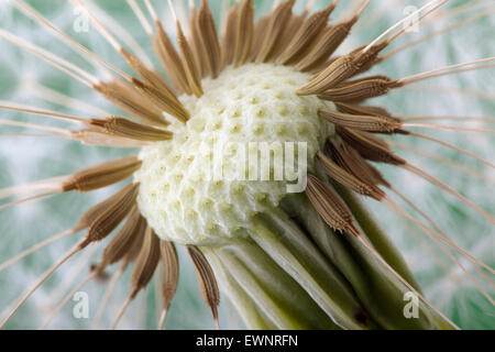 Tarassaco Taxaxacum officinale seme head Foto Stock