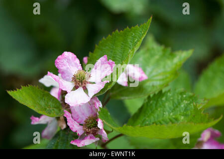 Rubus fructicosus. Impollinazione fiore di Blackberry. Foto Stock