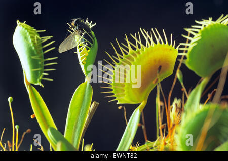 Vola intrappolata in Venus Fly trap Dionaea muscipola pianta Foto Stock