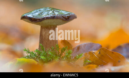 Bay bolete (Boletus badius) nella foresta autunnale, Bassa Sassonia, Germania Foto Stock