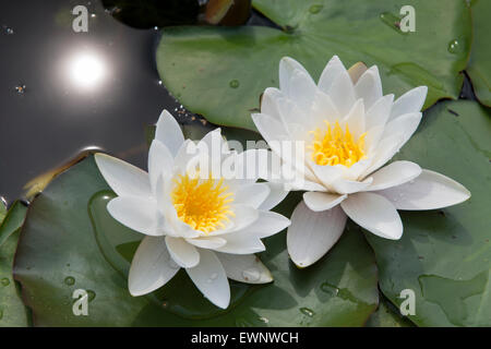 Due gigli d'acqua Foto Stock