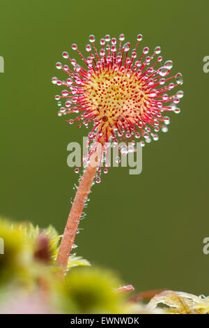 Round-lasciava sundew (drosera rotundifolia), goldenstedter moor, Bassa Sassonia, Germania Foto Stock