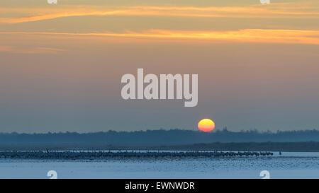 Comune, gru grus grus, goldenstedter moor, Bassa Sassonia, Germania Foto Stock