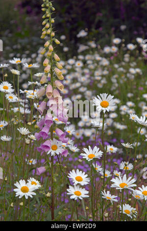 Giardino ancora in vita con foxgloves e pedane. Foto Stock