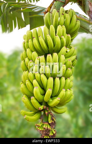 Banana frutta, Tenerife, Isole Canarie, Spagna Foto Stock