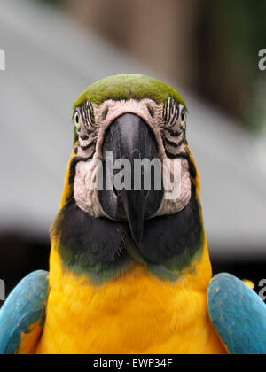 Primo piano di blu e giallo Macaw testa su Foto Stock