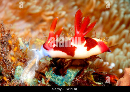 Nudibranco rosso-Gilled, o Slug di mare, Nembrotha chamberlaini, mangiare un ascidiano. Tulamben, Bali, Indonesia. Bali Mare, indiano Foto Stock