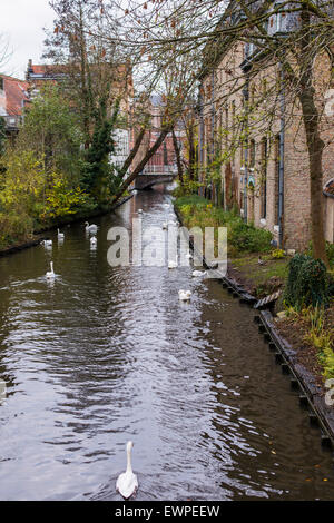 Canal e cigni, il centro storico di Bruges, Belgio Foto Stock