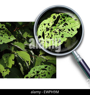 Malattia vegetale nozione come un gruppo di foglie danneggiate con fori causati da giardino parassiti come vermi e larve di bug con una lente di ingrandimento close up di un verde foglia malata. Foto Stock