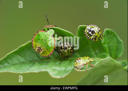 Vegetali verdi (bug Nezara viridula) ninfe Foto Stock