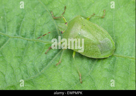 Vegetali verdi (bug Nezara viridula) adulto Foto Stock