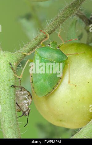 Vegetali verdi (bug Nezara viridula) adulto e la pelle muta Foto Stock